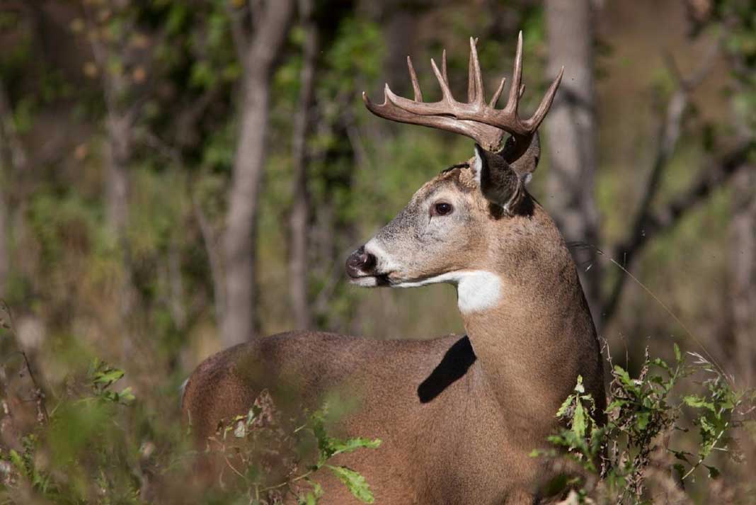 Hunting Question: Why Does a Deer Snort and Stomp?