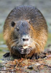 How are Nutria destroying the marshlands - Hunting Magazine