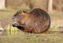 Overcoming the Challenges of Nutria Control for Marshland Preservation Nutria Myocastor coypus or river rat the wild near the river - Hunting Magazine