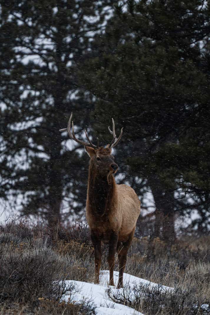 Rocky Mountain Bull Elk an epic show of strength and power - Photo by Kevin Fuchs of Unspoken Visuals - Hunting Magazine