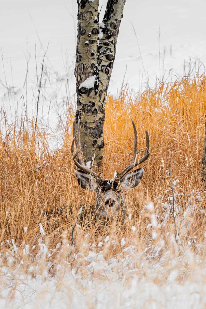 mule deer buck found refuge in a patch of brush - Photo by Kevin Fuchs of Unspoken Visuals - Hunting Magazine