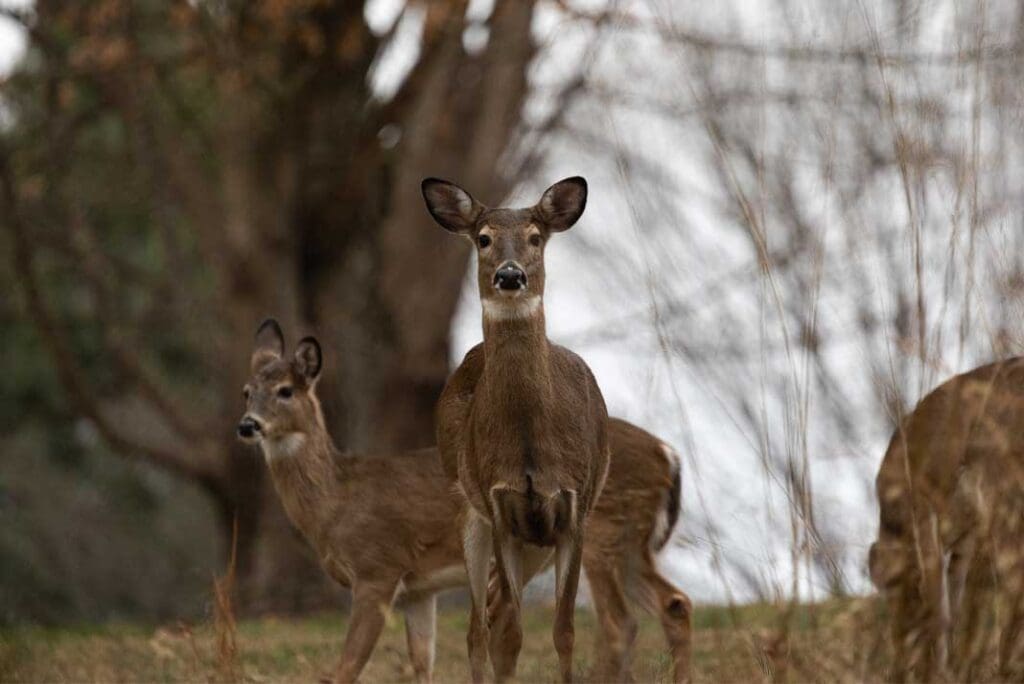 Are Deer Color Blind? Hunting Magazine