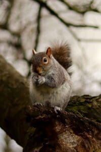 Hunting Small Game - Grey Squirrels - Hunting Magazine