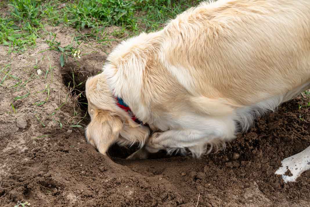 Hunting Dog Digging Holes from Boredom - Hunting Magazine