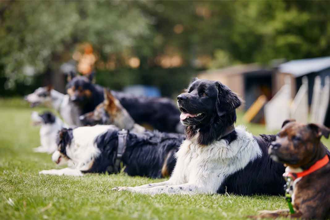 Hunting Dog Training Collars - Hunting Magazine