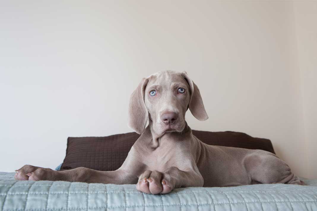 Weimaraner Puppy Sitting up on a Bed Living Indoors - Hunting Magazine