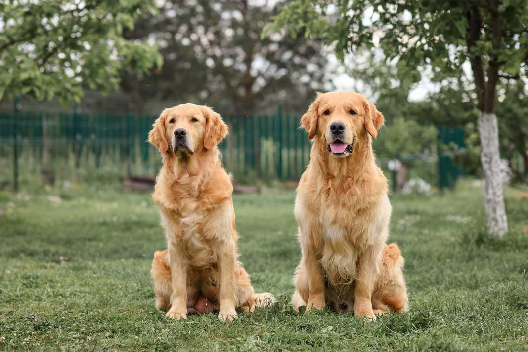 Guide to Selecting the Best Dog Food for Your Golden Retriever Tips