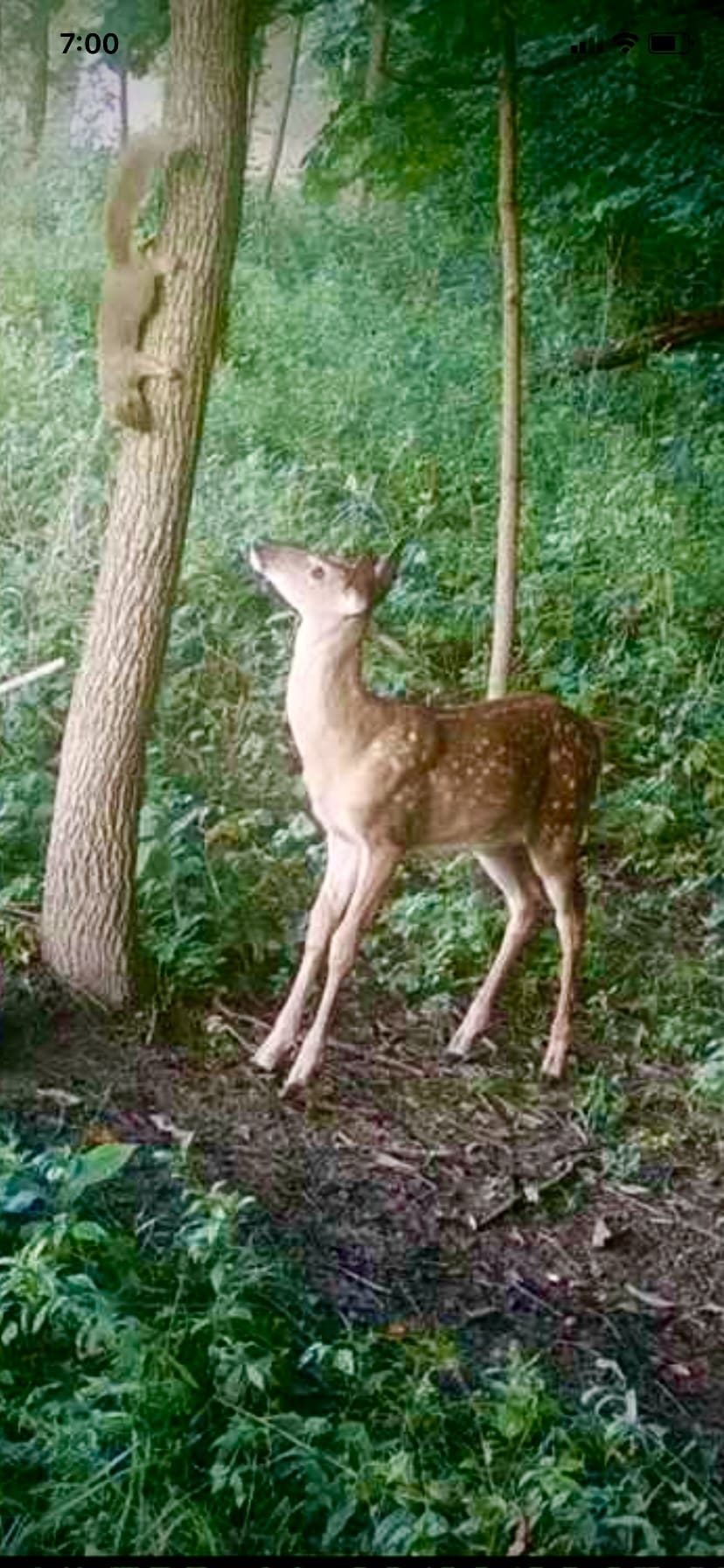 The Hunting Magazine reader captured a Deer and Squirrel playing with each other on a trail camera.
