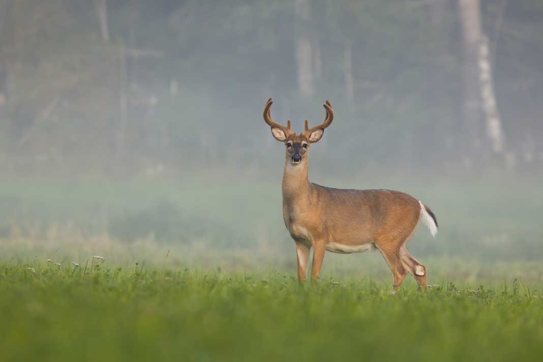 Is it Good to Hunt Deer in the Rain - Hunting Magazine