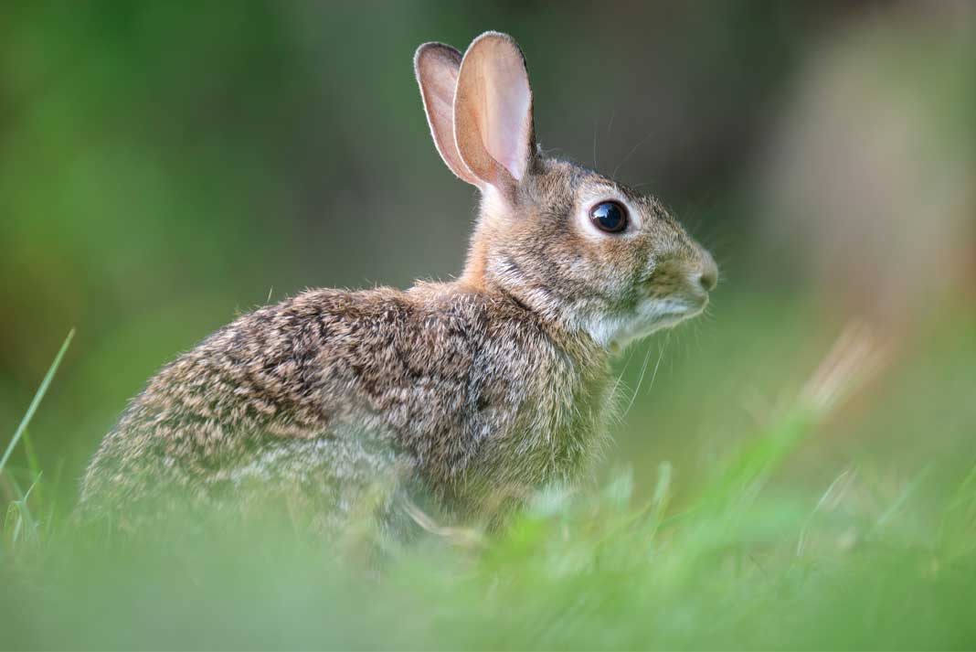 Is Rabbit Hunting Legal? Hunting Magazine