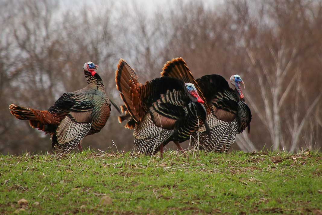 What Choke For Turkey Hunting? Hunting Magazine