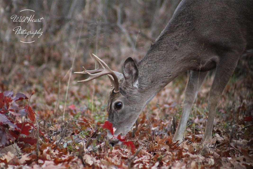 8 Point Whitetail Buck from Wild Heart Photography - Hunting Magazine