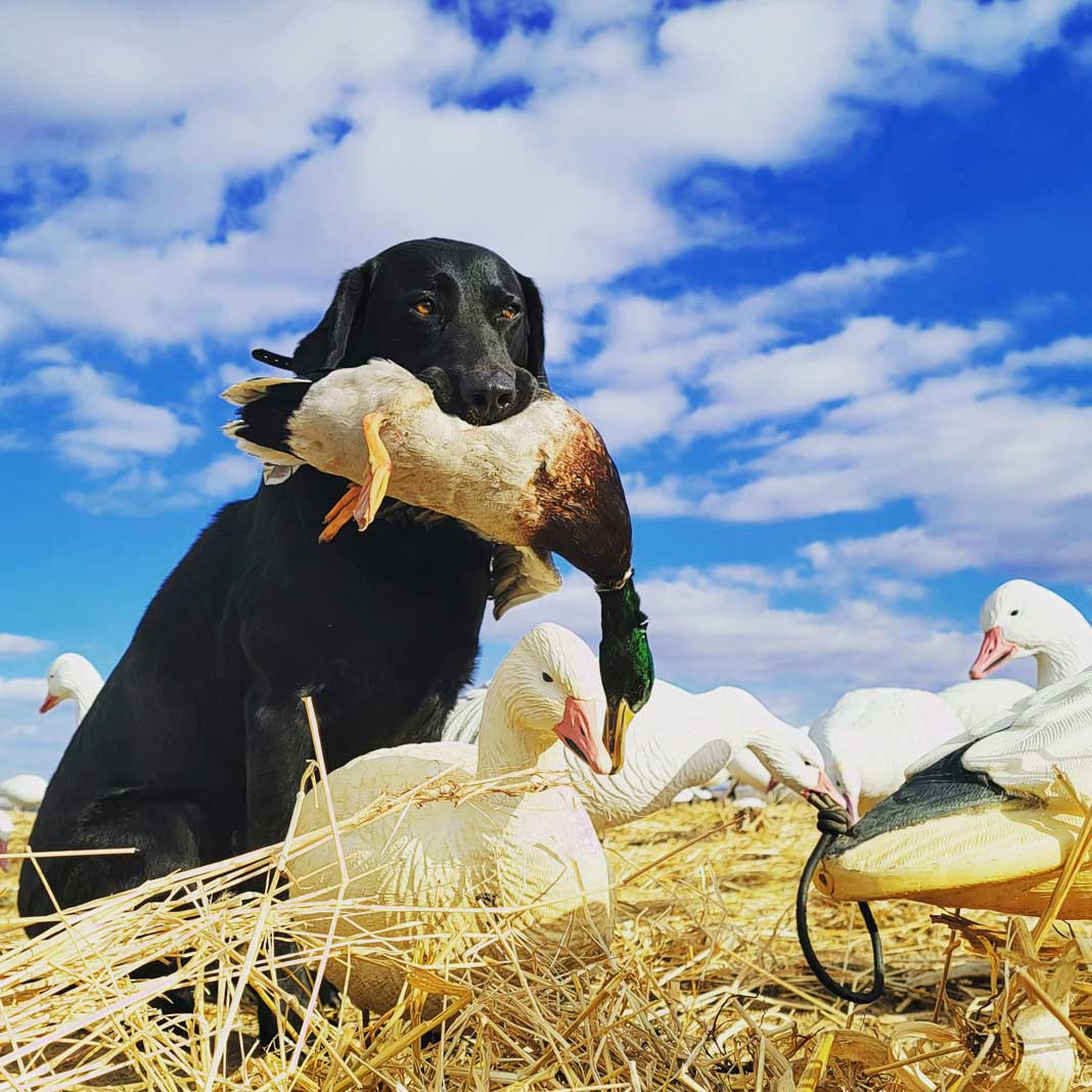 Black Lab Hunting Dog - Waylon with Grand Prize - Hunting Magazine Images