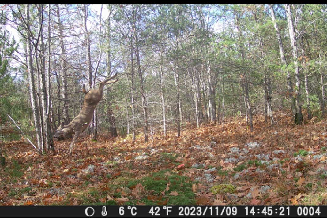 Bow Hunting Arrow Impacting Whitetail Deer Caught on Trail Camera - Hunting Magazine Photos
