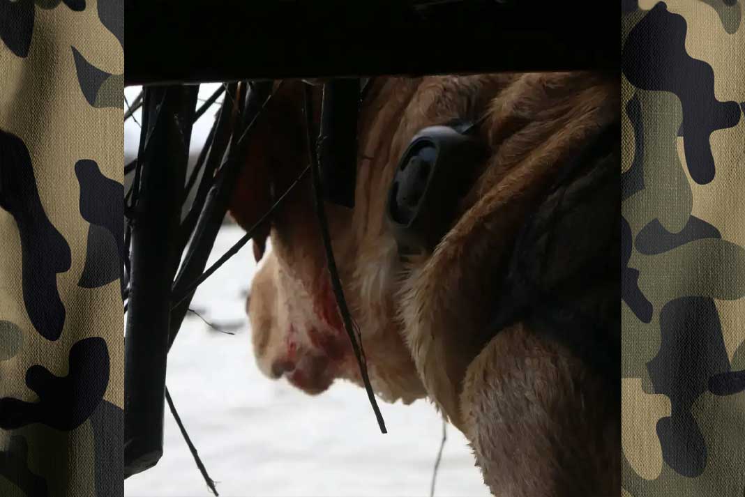 Hunting Dog in Duck Blind - Hunting Magazine Reader Photo