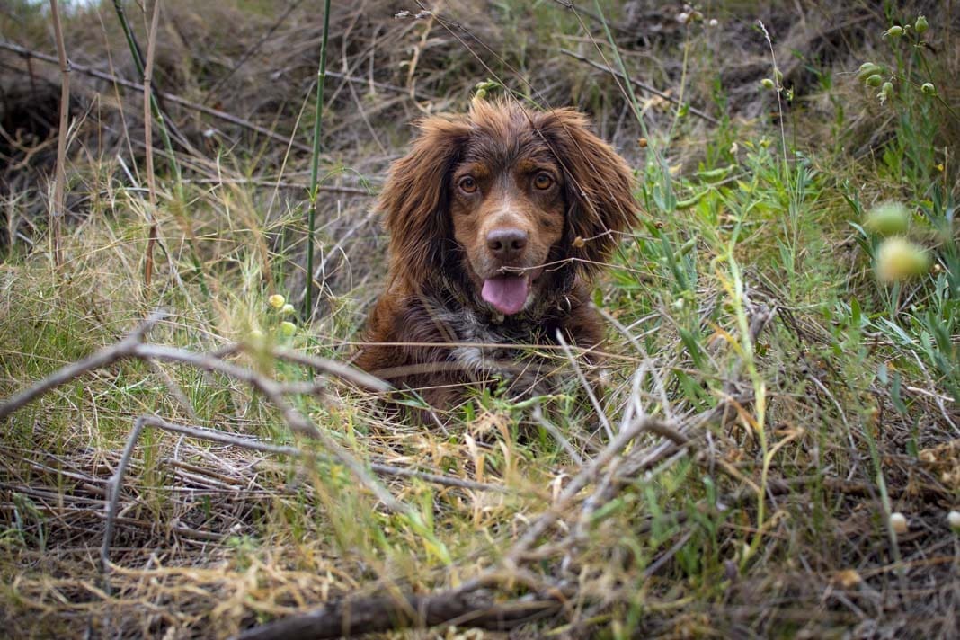 Bounding through the field with determination and grace! 🍃