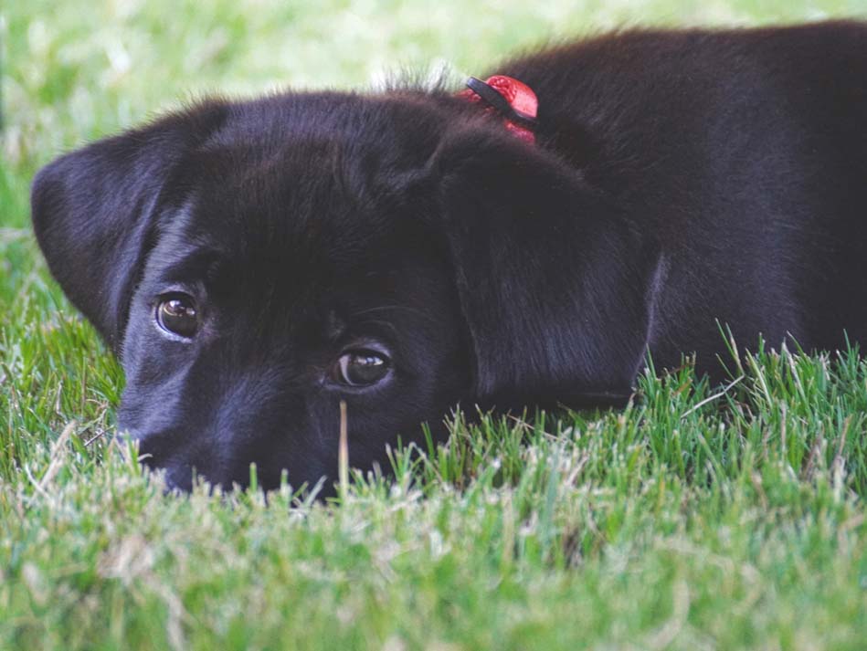 Unleashing cuteness in the great outdoors! 🍂