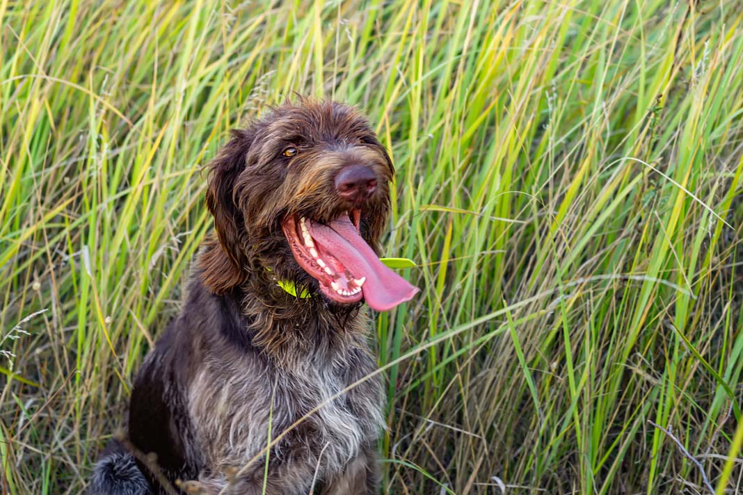 On the hunt for adventure, one wag at a time! 🐾