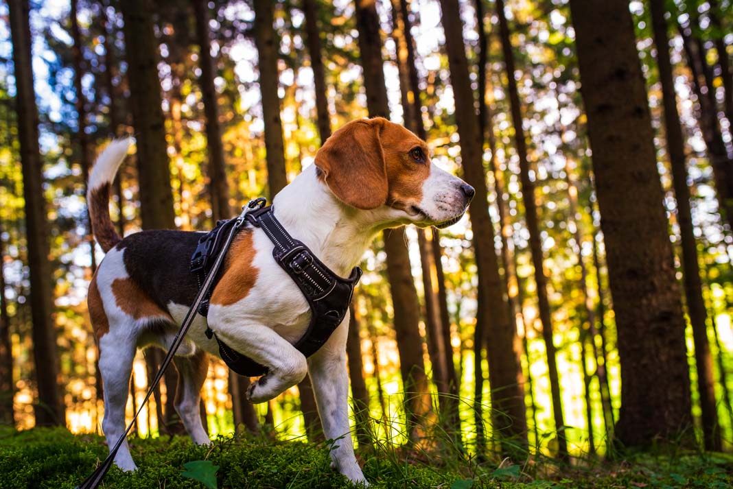Eyes on the prize, always ready for the chase! 🐕