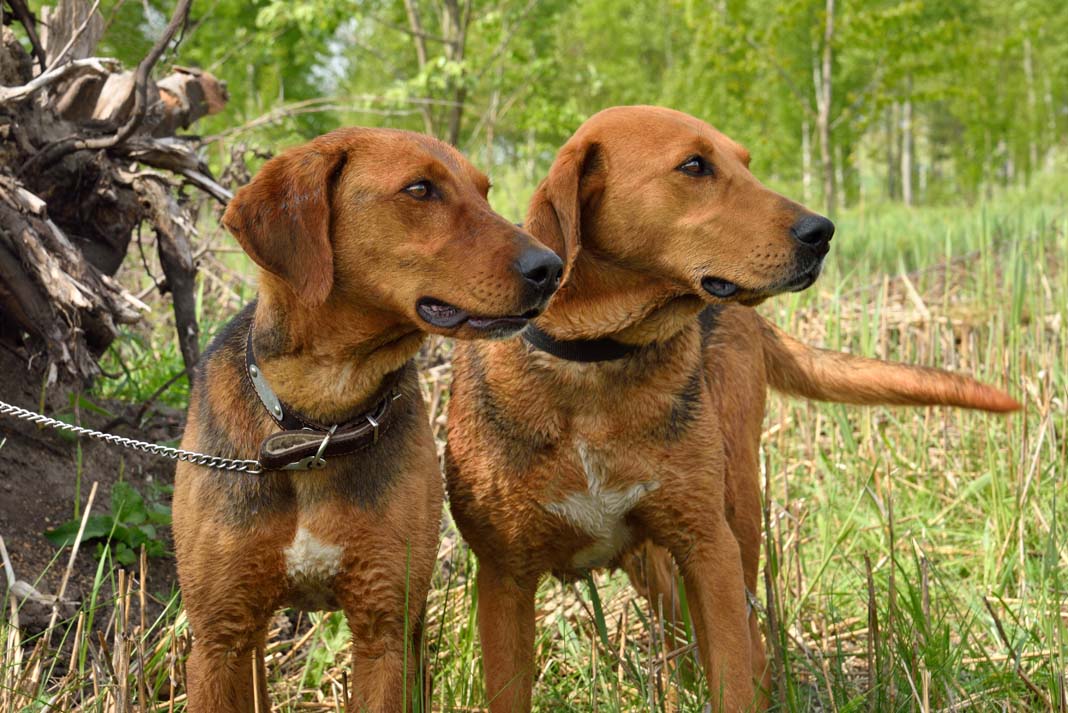 The perfect blend of courage, charm, and cuteness! 🐶