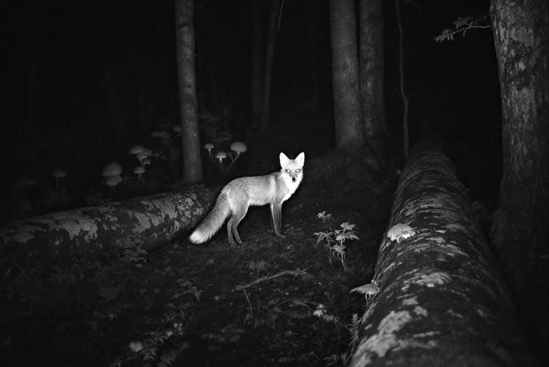 Using Trail Cameras for Wildlife Monitoring