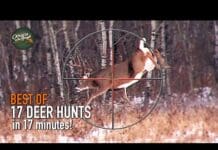 Epic 17 Deer Hunts in 17 Minutes โ Unmissable Hunting Tips!