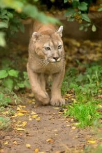 A Mountain Lion Prowls Through the Woods