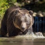 Bear (Ursus arctos) in lake