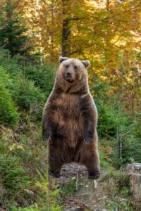 Grizzly Bear Standing Up in Woods