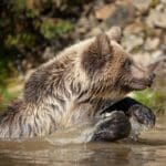 Brown Bear (Ursus arctos) in lake. Autumn time