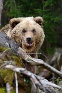 Grizzly Bear in Woods