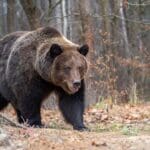 Close up big brown bear in autumn forest