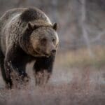 grizzly bear in grand teton national park