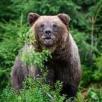 Wild Brown Bear in the summer forest. Animal in natural habitat.