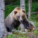 Wild Brown Bear in the summer forest. Animal in natural habitat.