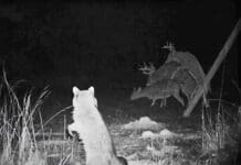 Hunting Meme: Secret Wildlife Watch: Scenes from the Night Shift! Hunting Meme Secret Wildlife Watch Scenes from the Night Shift