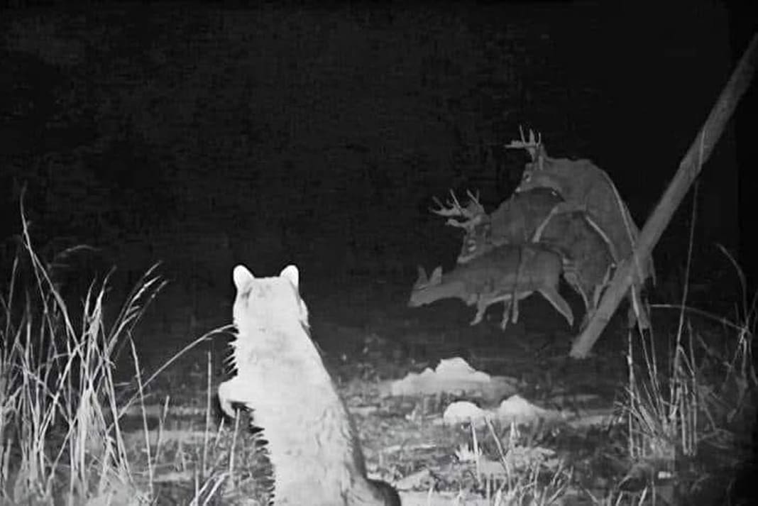Hunting Meme Secret Wildlife Watch Scenes from the Night Shift