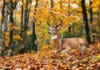 Decoding the Deer Compass: Your Expert Guide to MN Deer Hunting Zones in 2025 Decoding the Deer Compass Your Expert Guide to MN Deer Hunting Zones in 2025