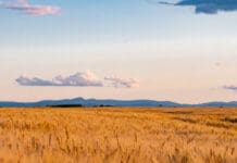 Montana’s Prairie Chess Match: What Hunters Need to Know About the New Wetland Management District Plan Montana's Prairie Chess Match What Hunters Need to Know About the New Wetland Management District Plan