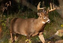 Thousands of Deer Harvested During Ohio’s Gun Hunting Weekend Thousands of Deer Harvested During Ohio's Gun Hunting Weekend