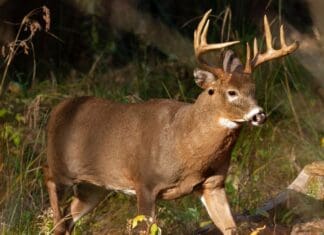 Thousands of Deer Harvested During Ohio’s Gun Hunting Weekend Thousands of Deer Harvested During Ohio's Gun Hunting Weekend
