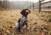 Weight-Based Dosing: Why Puppy Flea Meds Are Not One-Size-Fits-All Weight Based Dosing Why Puppy Flea Meds Are Not One Size Fits All