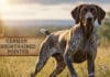 Best Bird Dog Breeds: Top 10 Hunting Dogs for Upland Game A lean German Shorthaired Pointer standing alert in a grassy field during a pheasant hunt.
