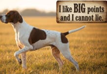 Pointer Hunting Memes: I Like Big Points and I Cannot Lie pointer hunting dog point meme - A high-resolution photo of a Pointer dog locked on a staunch point in a field of upland cover.