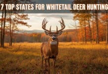 7 Top States for Whitetail Deer Hunting: The 2026 Hunters Insider Guide 7 Top States for Whitetail Deer Hunting The 2026 Hunters Insider Guide