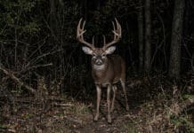 The Showdown: Amazon Budget Warriors vs. The Tactacam Dynasty The Deer Hunting Camera Showdown Amazon Budget Deer Hunting Cams vs. The Tactacam Dynasty