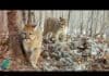 Return of the Ghost Cat: Cougars Are Reclaiming Minnesota’s Wilds First footage ever of a cougar with kittens in Minnesota