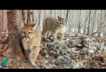 Return of the Ghost Cat: Cougars Are Reclaiming Minnesota’s Wilds First footage ever of a cougar with kittens in Minnesota