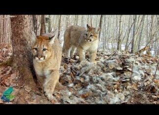 Return of the Ghost Cat: Cougars Are Reclaiming Minnesota’s Wilds First footage ever of a cougar with kittens in Minnesota