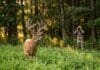 How to Scout Velvet Bucks in Late Spring 2026 how to scout velvet bucks in late spring 2026